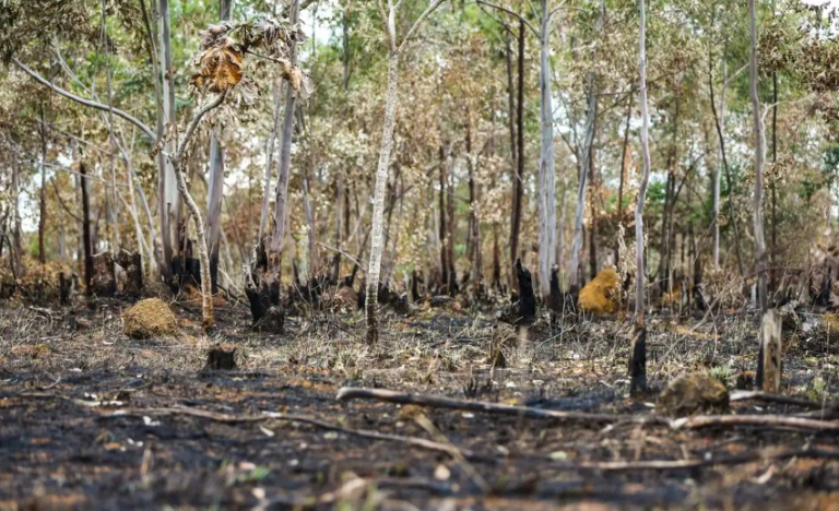 area-queimada-no-brasil-em-outubro-de-2024-e-maior-que-a-costa-rica