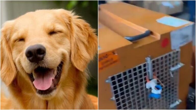 Após a morte do cão Joca, governo anuncia diretrizes para transporte de pets em aviões; veja regras apos-a-morte-do-cao-joca,-governo-anuncia-diretrizes-para-transporte-de-pets-em-avioes;-veja-regras