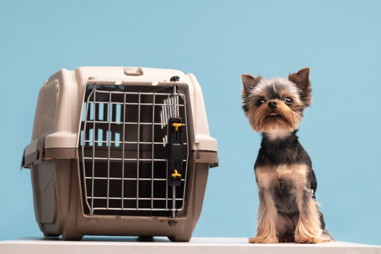 Caixa de transporte, regras e preparo: guia explica como viajar de avião com cães e gatos caixa-de-transporte,-regras-e-preparo:-guia-explica-como-viajar-de-aviao-com-caes-e-gatos