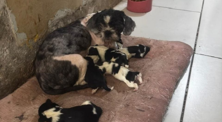 50 animais com sinais de maus-tratos são resgatados em canil clandestino no Rio de Janeiro 50-animais-com-sinais-de-maus-tratos-sao-resgatados-em-canil-clandestino-no-rio-de-janeiro