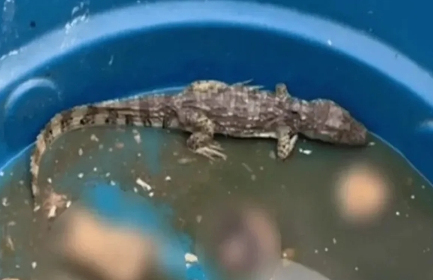 Comando Vermelho coloca jacaré para torturar e engolir corpos de rivais comando-vermelho-coloca-jacare-para-torturar-e-engolir-corpos-de-rivais